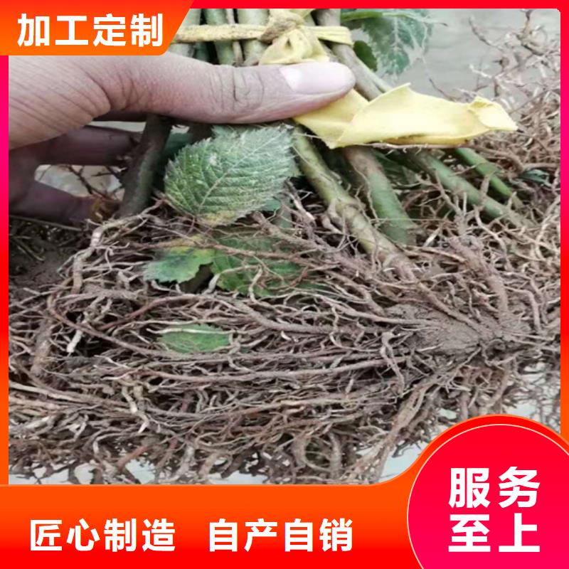 【树莓樱桃苗工厂认证】