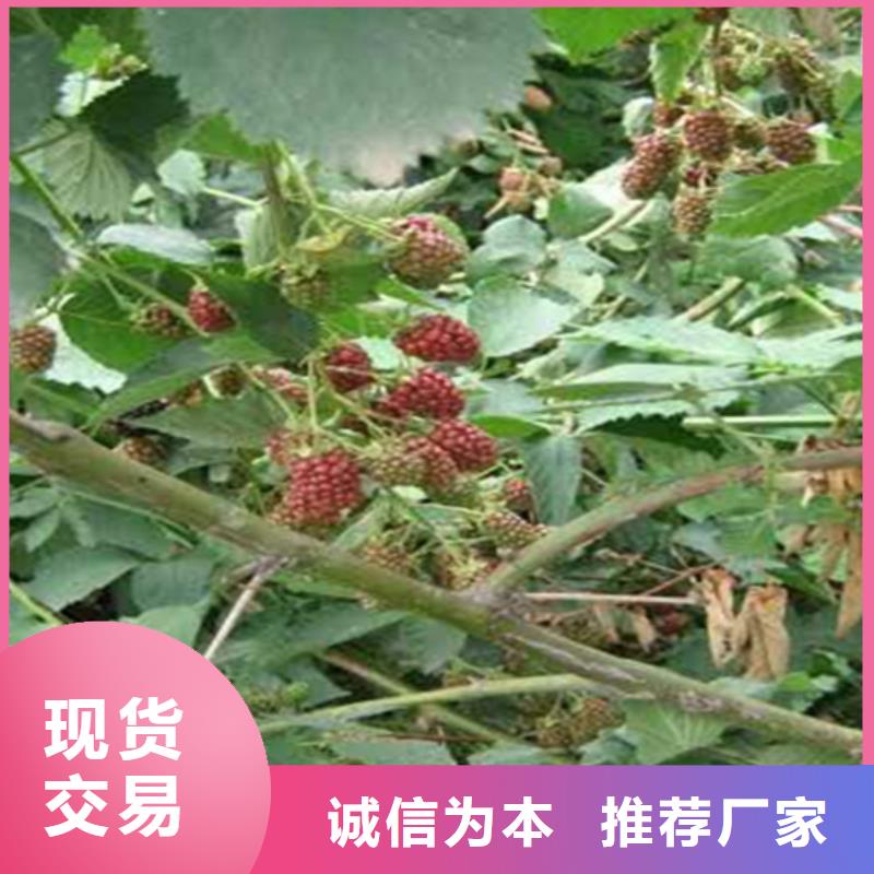 【树莓】苹果苗性能稳定