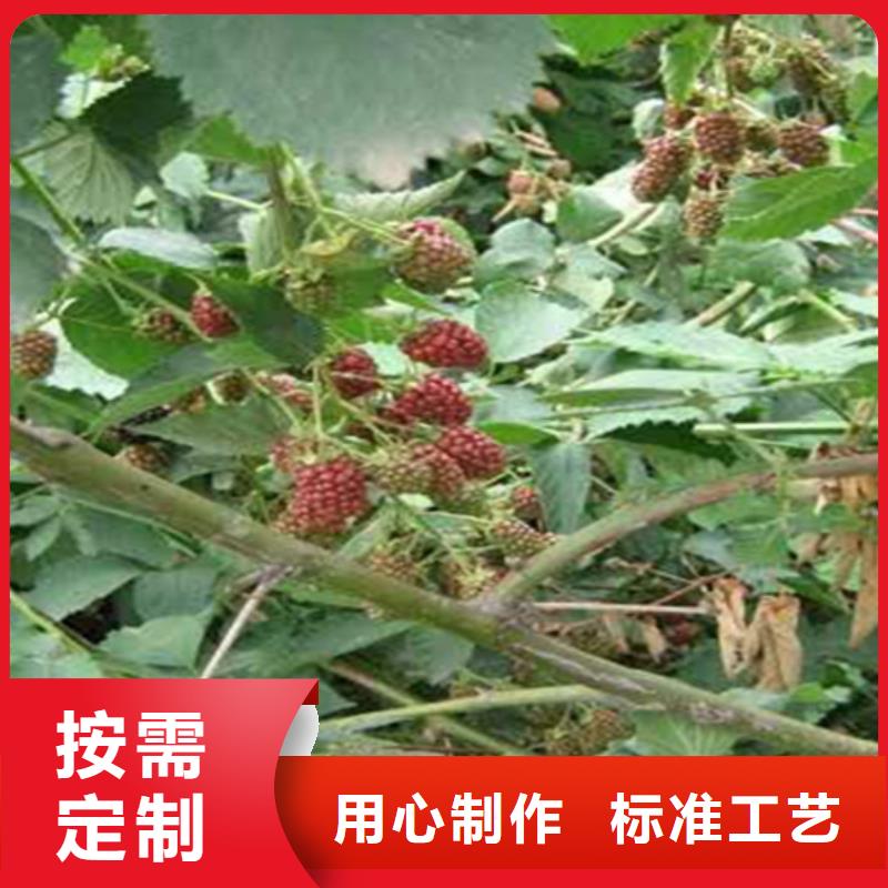 树莓无花果苗货源直供