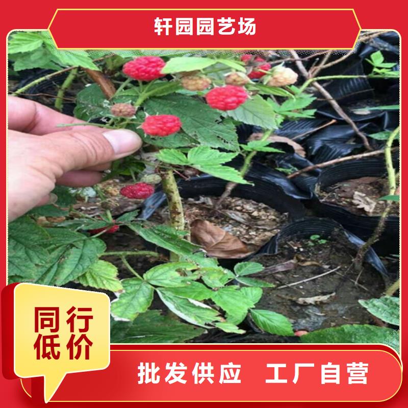 树莓苹果苗N年大品牌