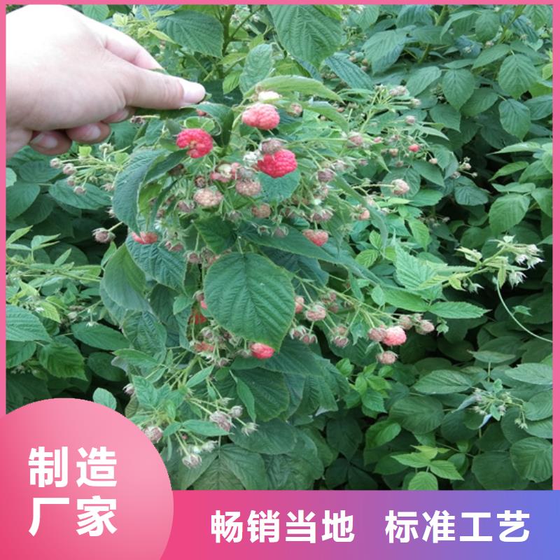 树莓苹果苗买的放心