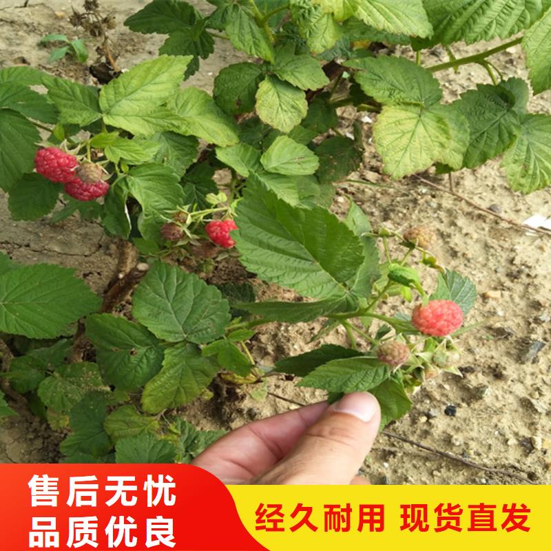 树莓无花果苗货源直供