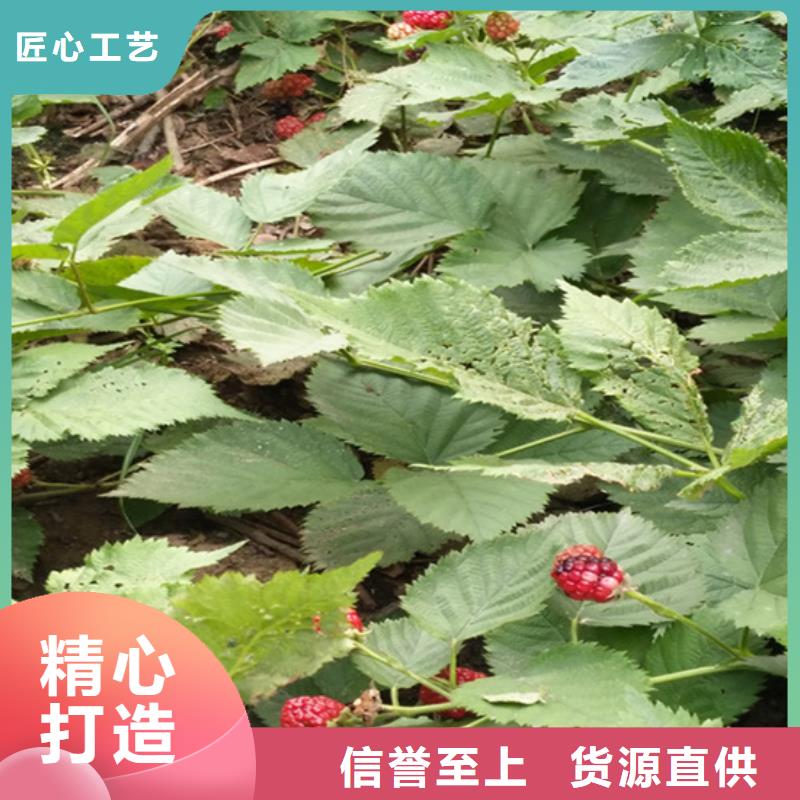 树莓樱桃苗适用范围广