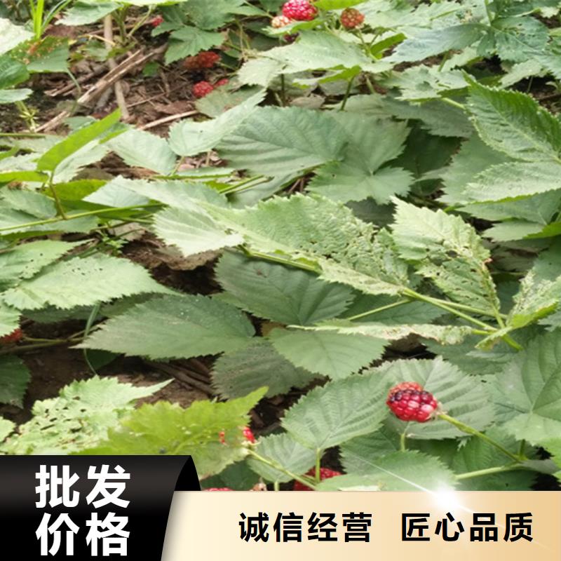 【树莓】无花果苗价格低