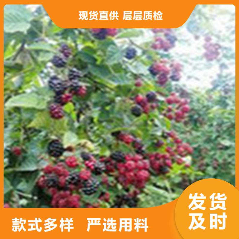 【树莓-苹果苗免费回电】-实力厂家(轩园)