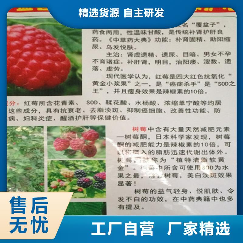 选购<轩园>树莓蓝莓苗极速发货