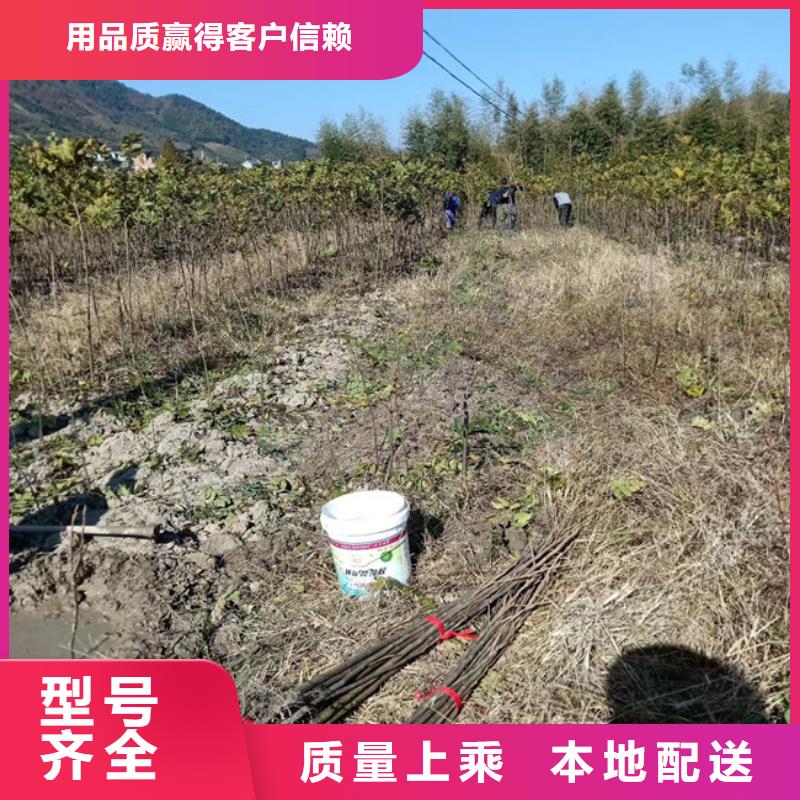 碧根果-石榴树买的放心安兴用的舒心