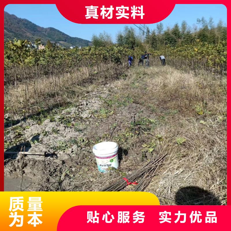 碧根果北美冬青制造厂家