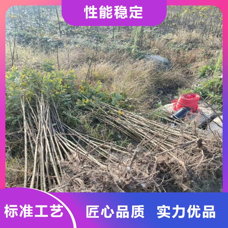 【碧根果无花果苗大厂家实力看得见】