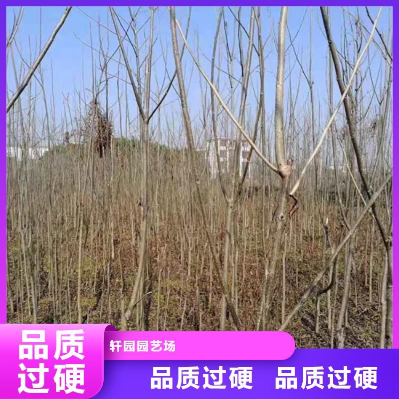 【碧根果】苹果苗产地直销