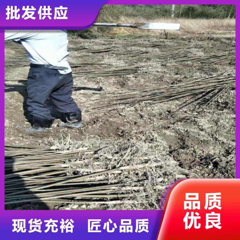 碧根果梨树苗颜色尺寸款式定制