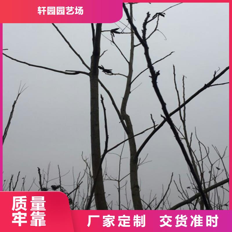 【碧根果无花果苗大厂家实力看得见】