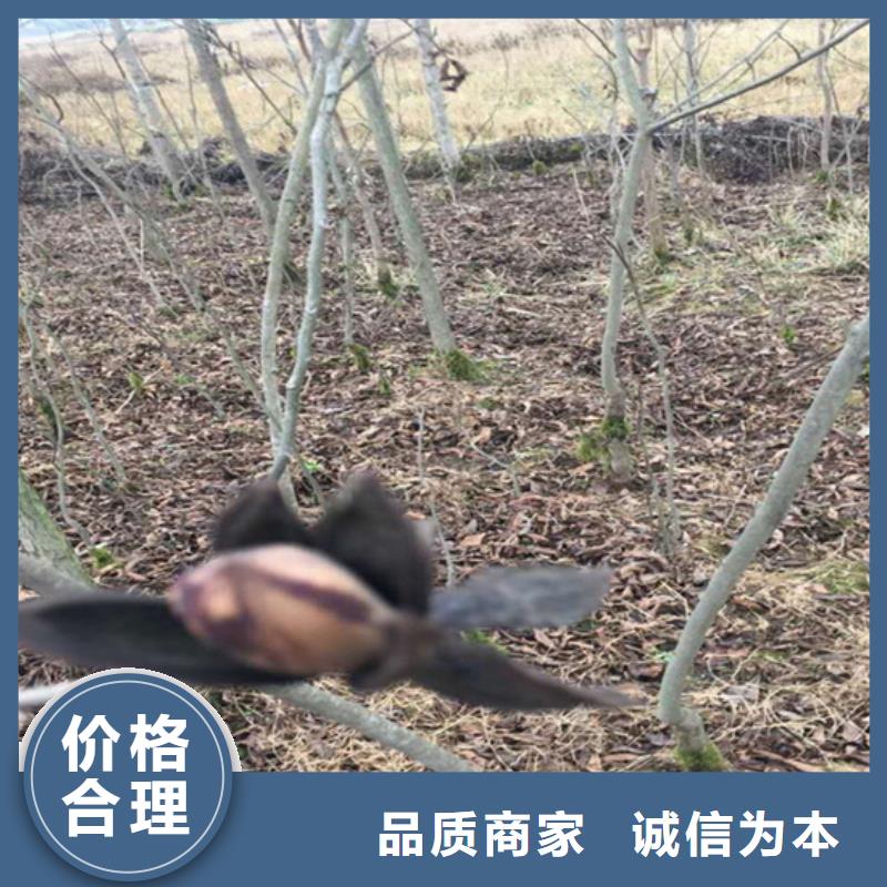 【碧根果】苹果苗产地直销