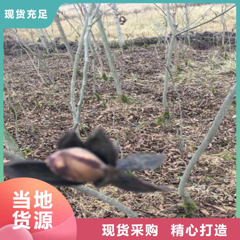 碧根果石榴树货品齐全