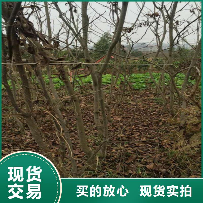 【碧根果无花果苗大厂家实力看得见】