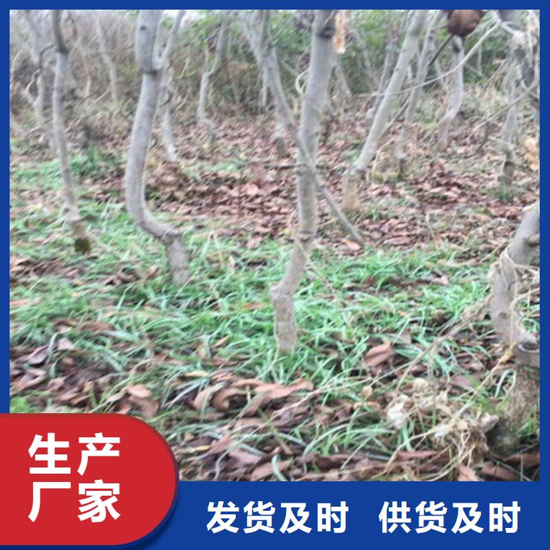 碧根果葡萄苗质优价保