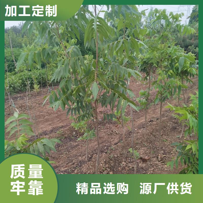 碧根果-石榴树买的放心安兴用的舒心