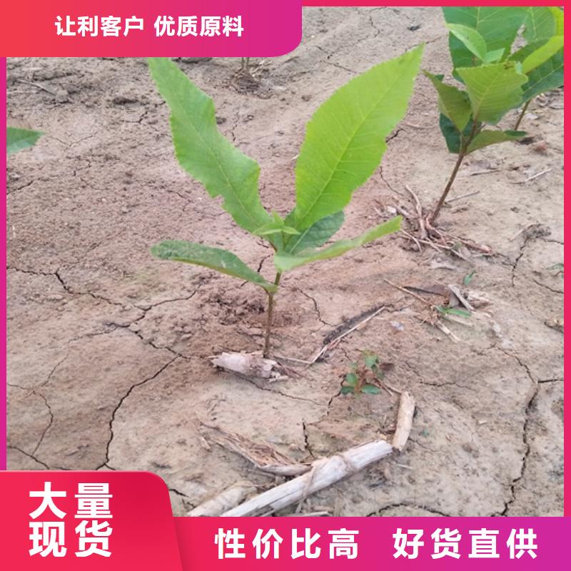 【碧根果无花果苗大厂家实力看得见】