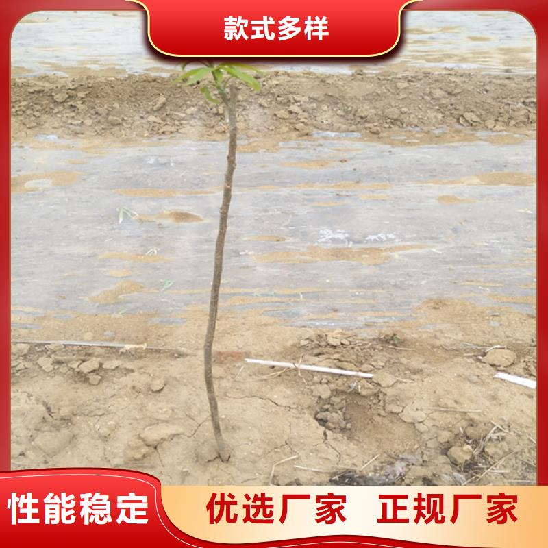 碧根果【蓝莓苗】工厂现货供应