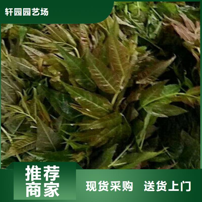 香椿樱桃苗送货上门