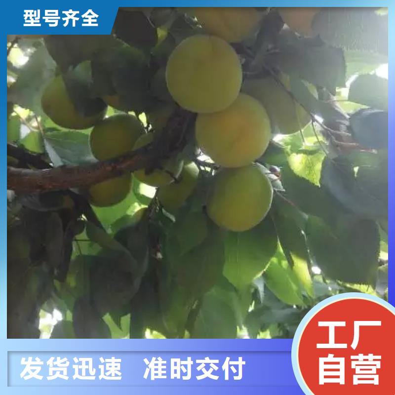 杏花椒苗支持拿样