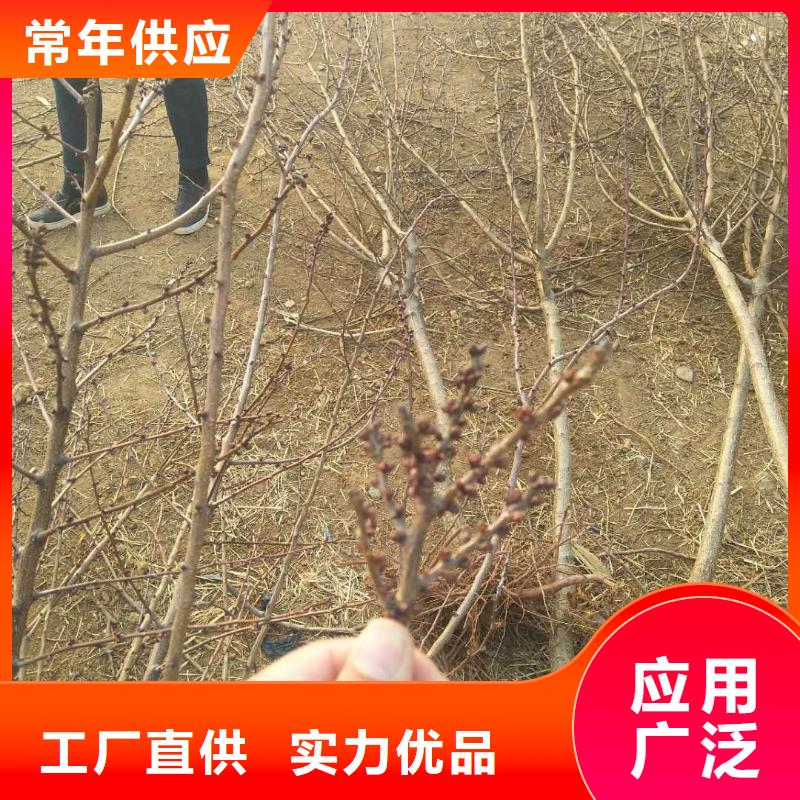 杏樱桃苗畅销当地