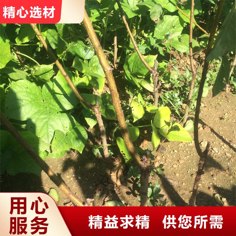 杏樱桃苗工艺成熟