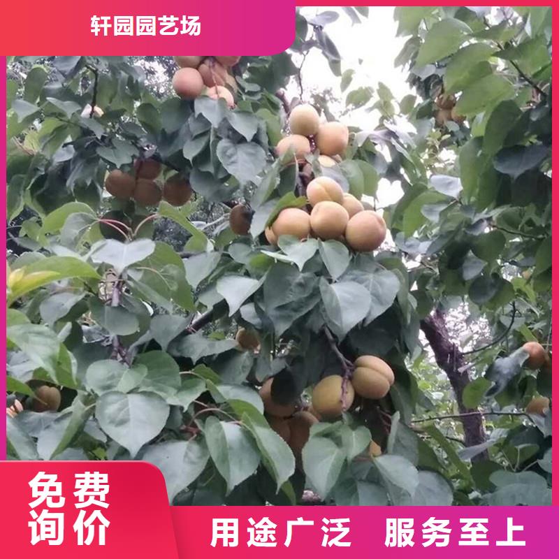 杏樱桃苗工艺成熟