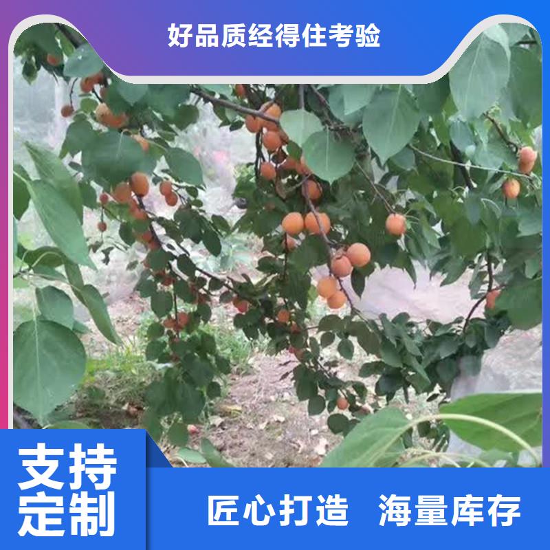 杏,樱桃苗不只是质量好