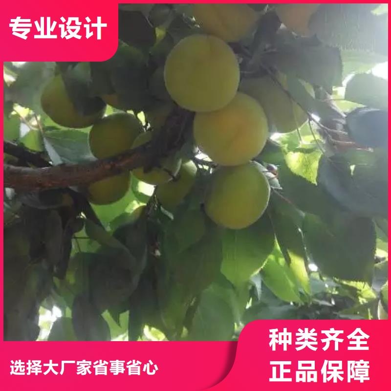 杏,樱桃苗不只是质量好