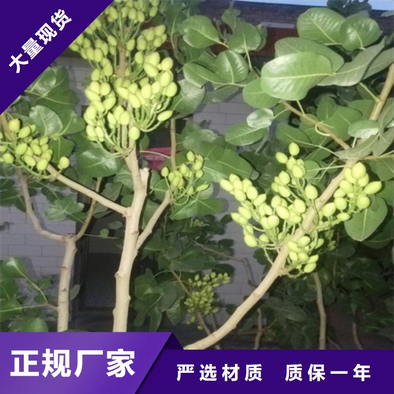 开心果苹果苗真正的源头厂家