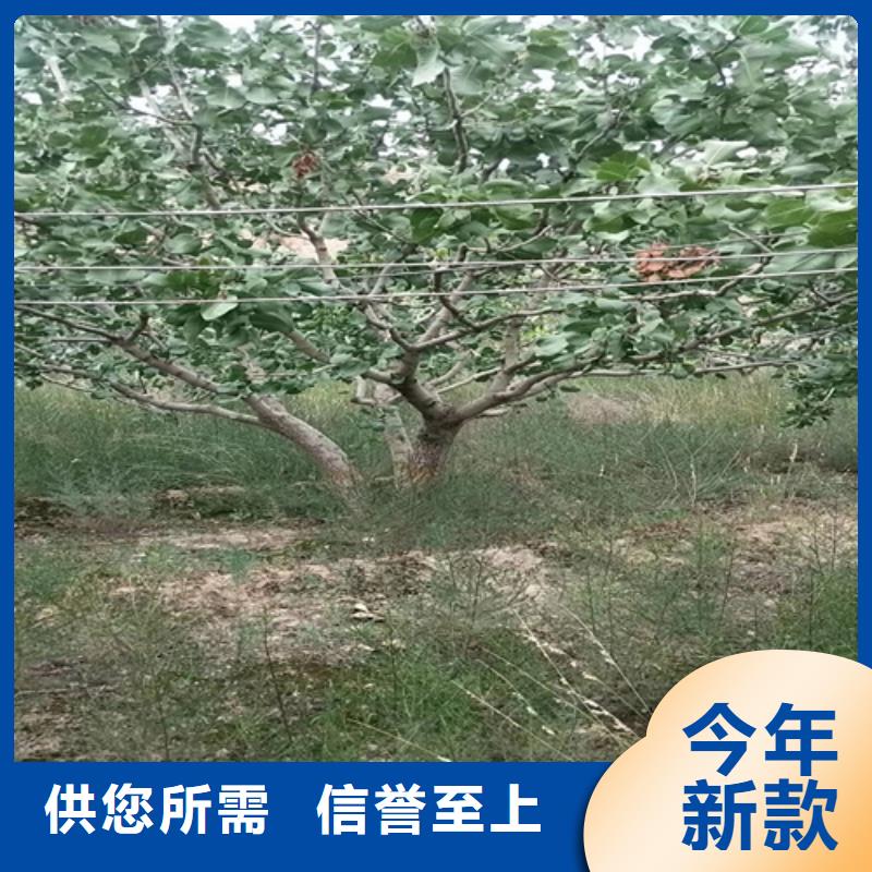 开心果_苹果苗支持大小批量采购