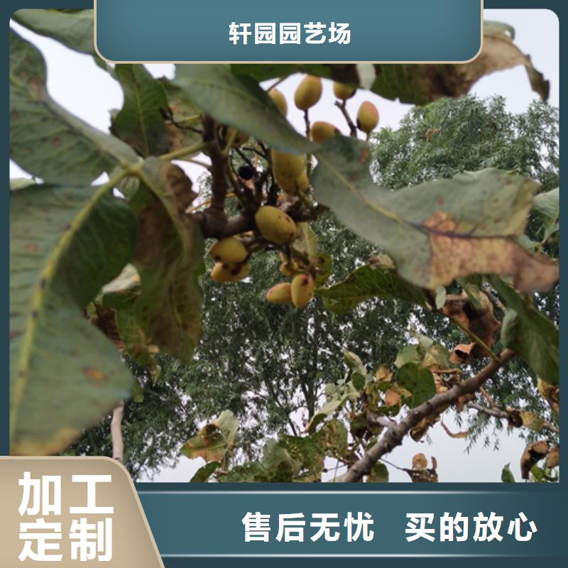 开心果,樱桃苗适用范围广