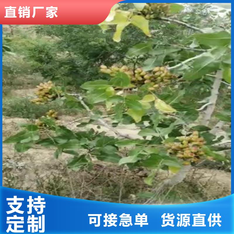 开心果苹果苗量大从优