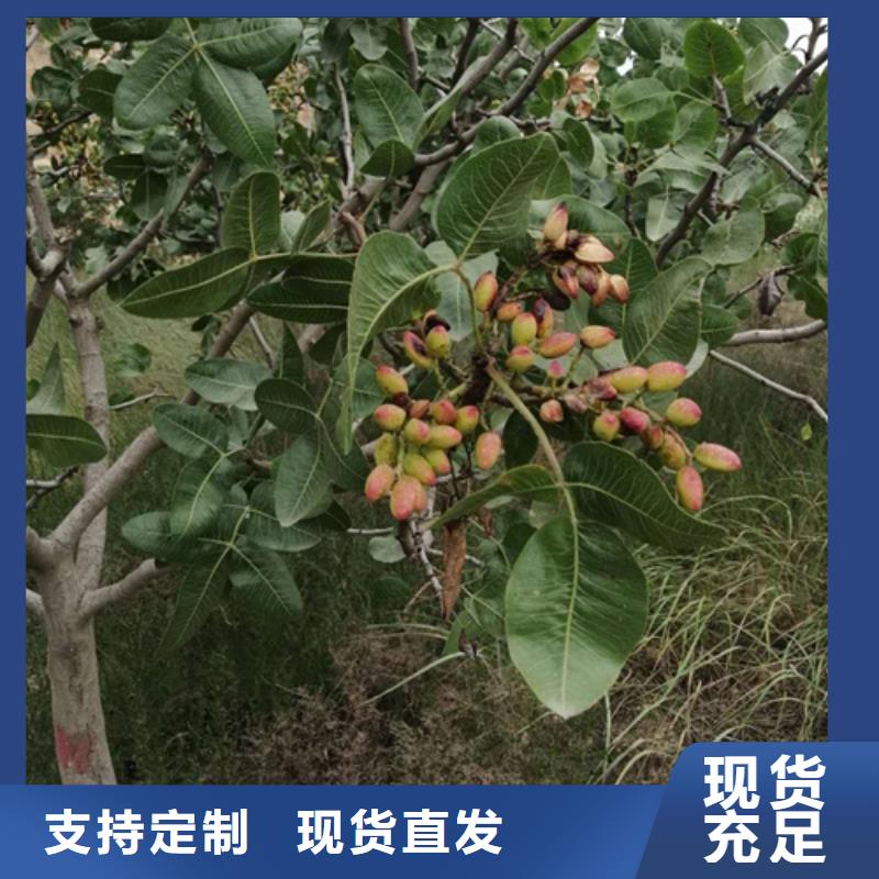 开心果,樱桃苗适用范围广