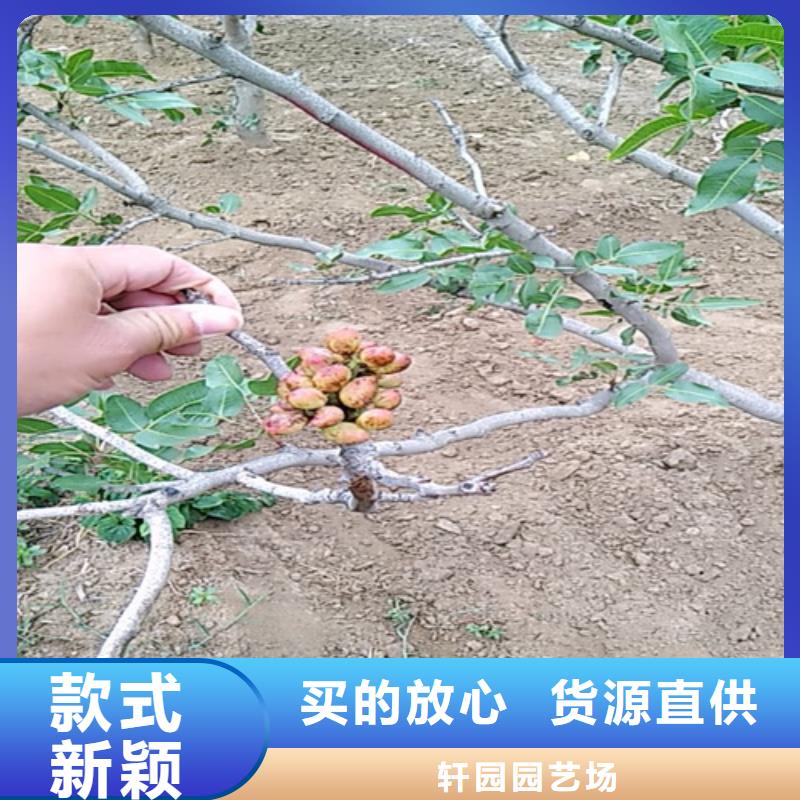 开心果【石榴树】生产加工