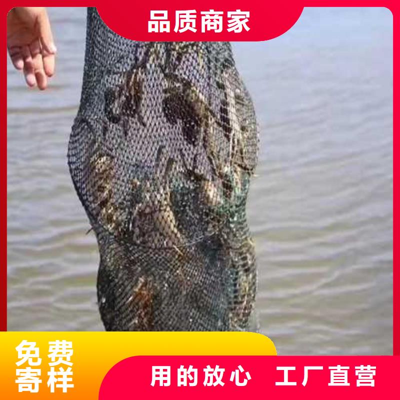 大闸蟹远销海外