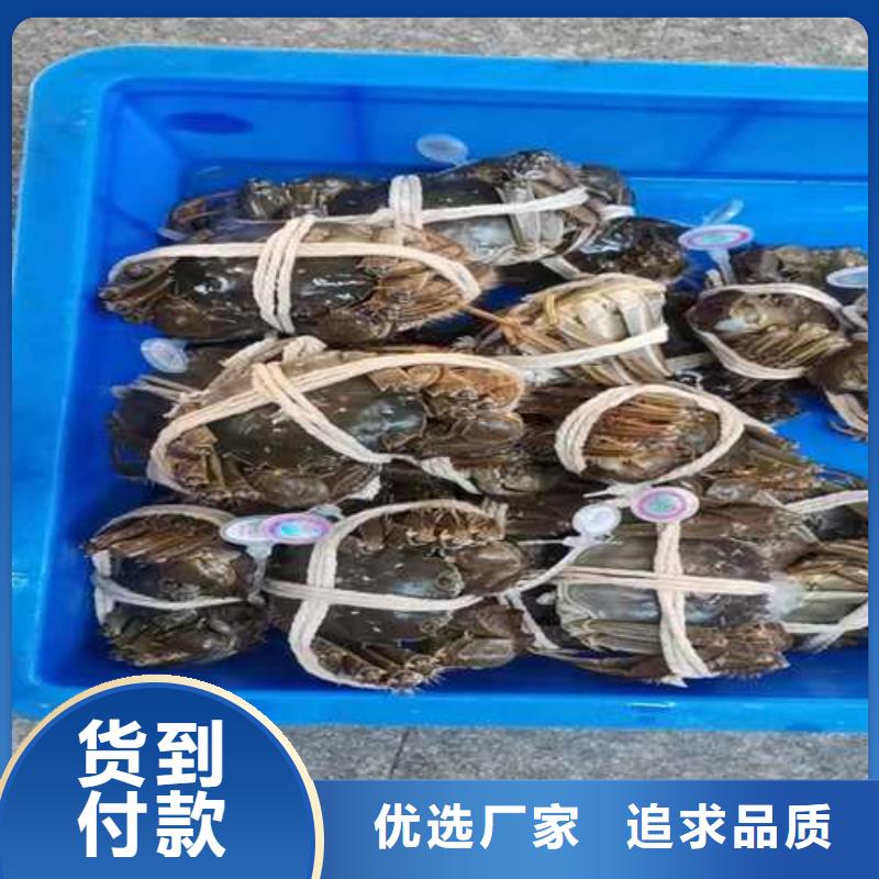 鲜活特大螃蟹专卖点