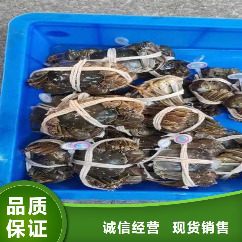 正宗阳澄湖大闸蟹鲜活特大