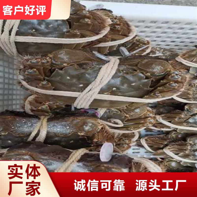 红膏大闸蟹阳澄湖原产地