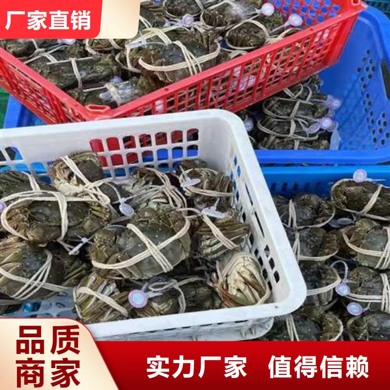 红膏大闸蟹阳澄湖原产地