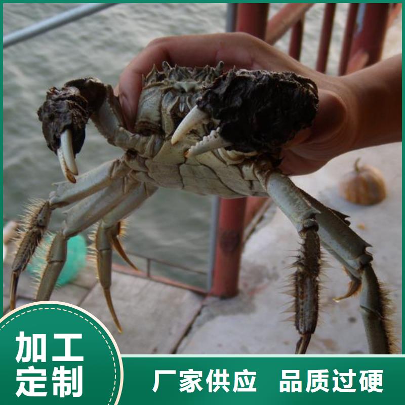 批发[顾记]今天的螃蟹专卖点