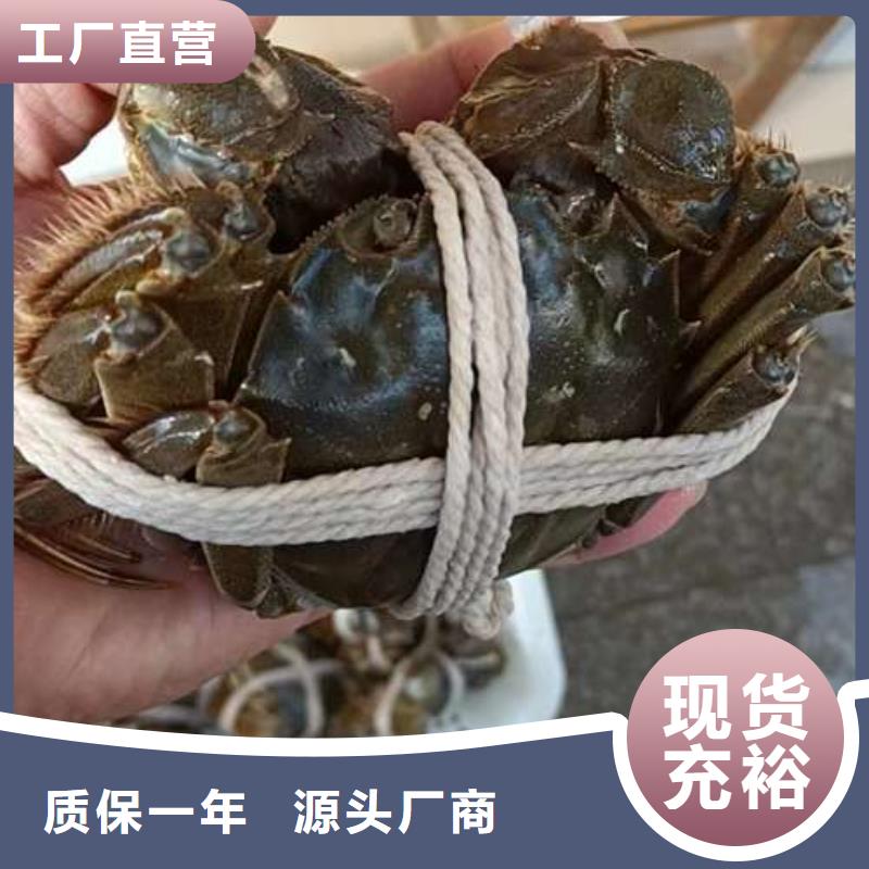 揭阳市鲜活特大螃蟹专卖