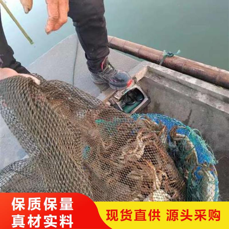 性价比高的阳澄湖大闸蟹厂家