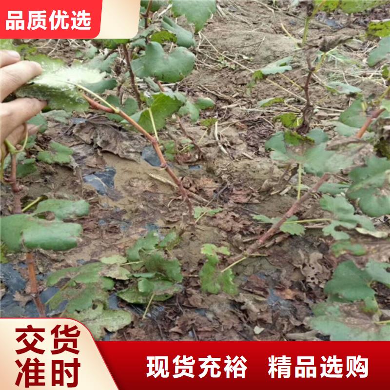 无籽葡萄苗品种齐全