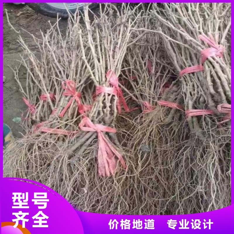 无籽葡萄苗品种齐全