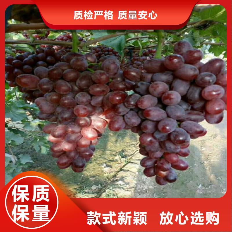 深红无籽葡萄苗品种齐全