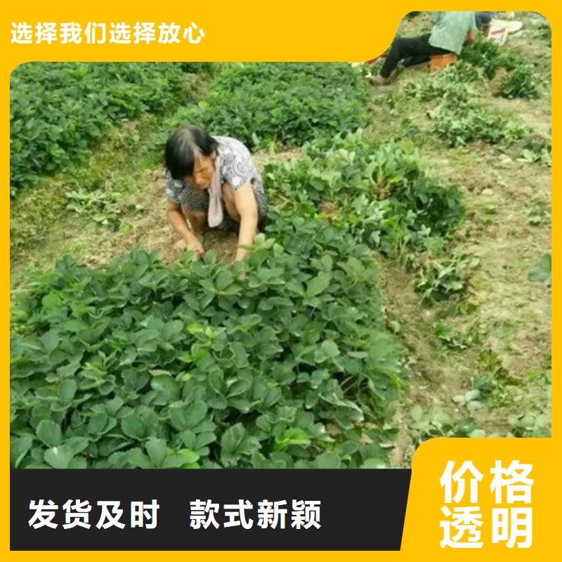 草莓苗樱桃苗现货满足大量采购