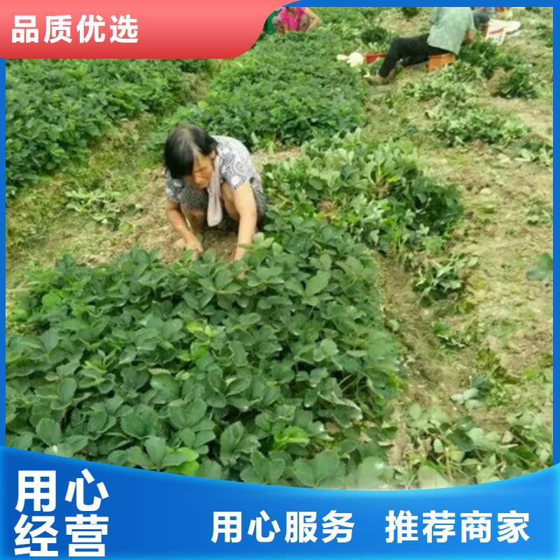 草莓苗大棚草莓苗免费寄样