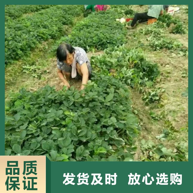 草莓苗苹果苗安心购